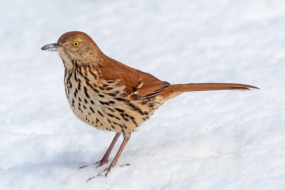 Brown Thrasher, the state bird of Georgia